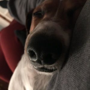 Meet your Posher, Dusty